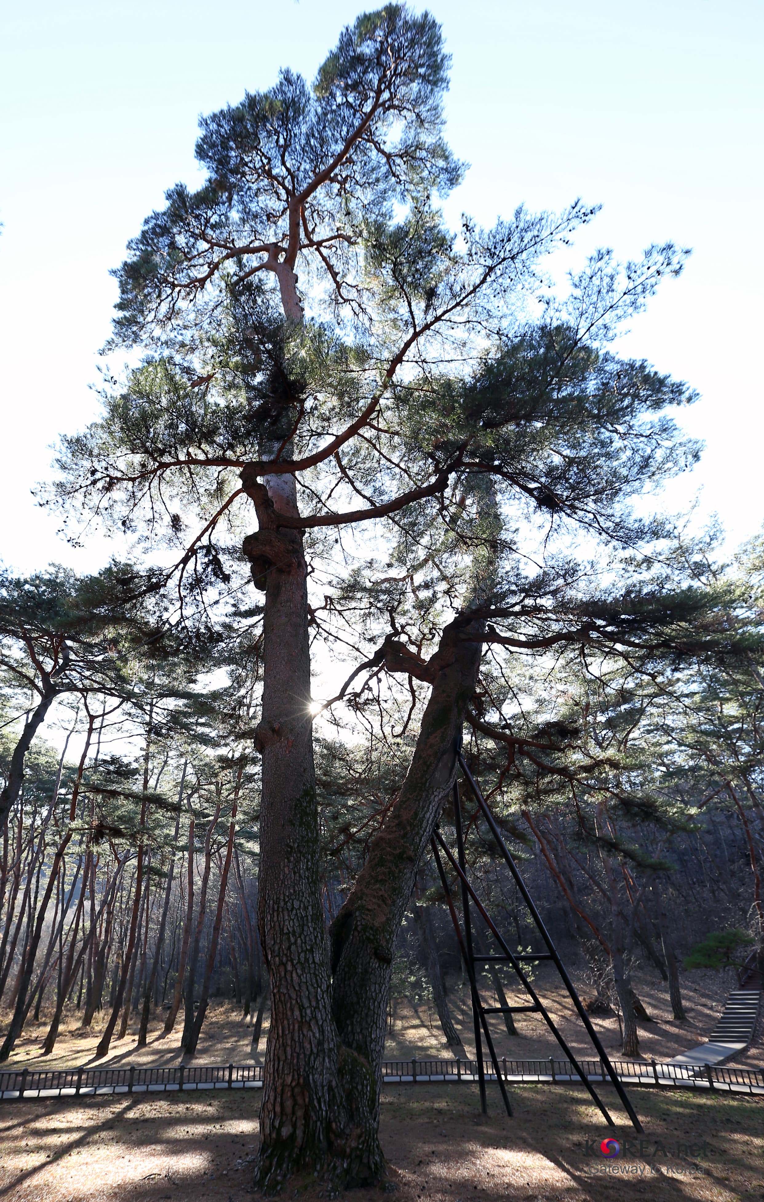 영월 청령포 관음송 (천연기념물 제349호) — 단종이 유배 시절 쉬었던 600년 된 소나무