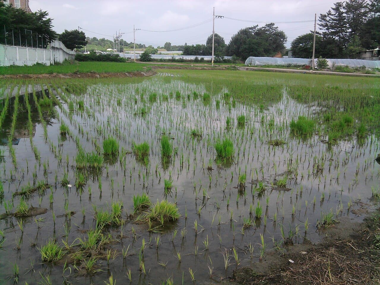경상북도 성주군 논밭 풍경 — 대한민국 농지